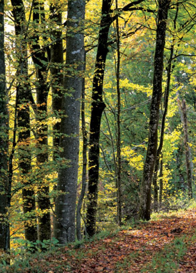 Faggeta a Pianacquadio Parco Sasso Simone